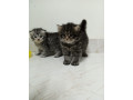 kitten-for-sale-small-2