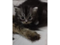 kitten-for-sale-small-4