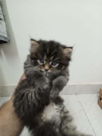 kitten-for-sale-big-1