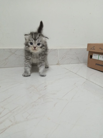 kitten-for-sale-big-0