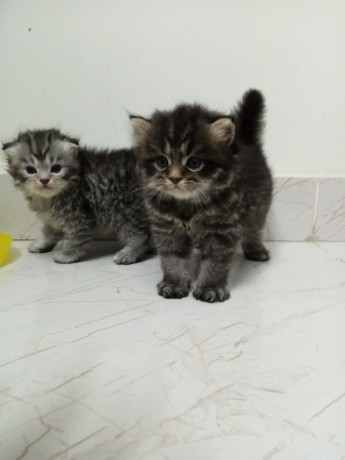 kitten-for-sale-big-2