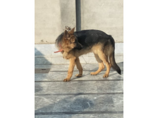 GERMAN SHEPERD TRIPLE COATED FOR URGENT SALE