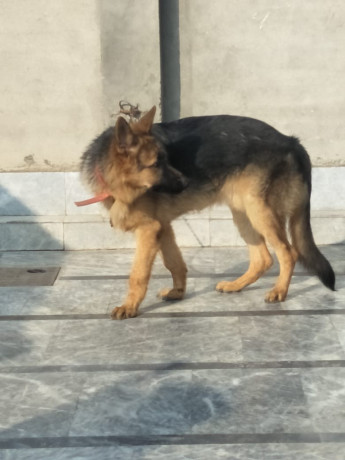 german-sheperd-triple-coated-for-urgent-sale-big-0