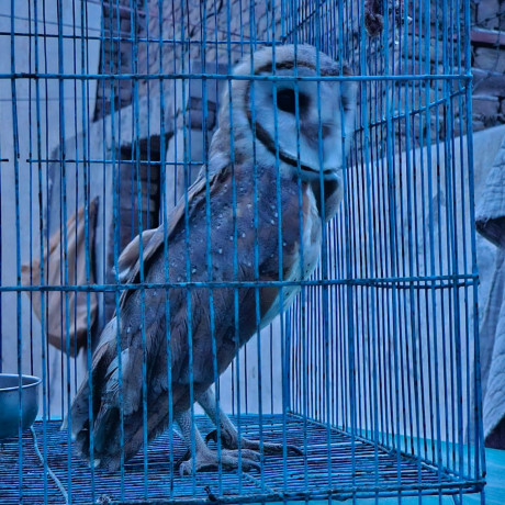 white-barn-owl-big-0