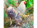 brahma-chickens-king-of-chicken-small-2