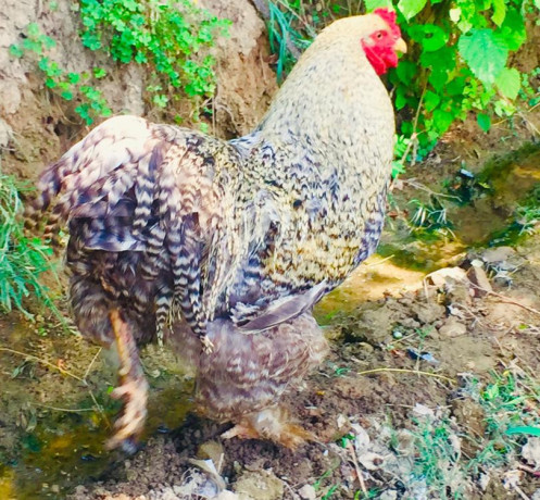 brahma-chickens-king-of-chicken-big-2