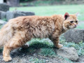 persian-ginger-triple-coated-cat-small-2