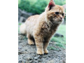 persian-ginger-triple-coated-cat-small-1