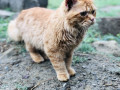 persian-ginger-triple-coated-cat-small-3