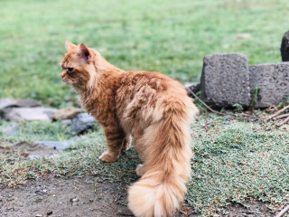 Persian ginger triple coated cat