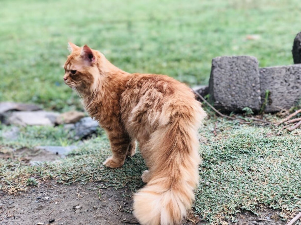 persian-ginger-triple-coated-cat-big-0