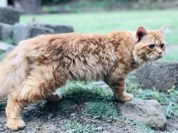 persian-ginger-triple-coated-cat-big-2