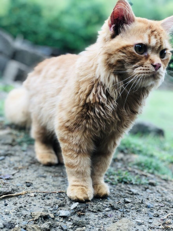 persian-ginger-triple-coated-cat-big-1