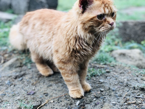 persian-ginger-triple-coated-cat-big-3