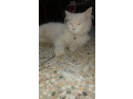 persian-cat-male-triple-coated-small-1