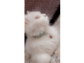 persian-cat-male-triple-coated-small-3