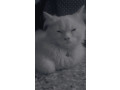 persian-cat-male-triple-coated-small-2