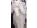 persian-cat-male-triple-coated-small-0