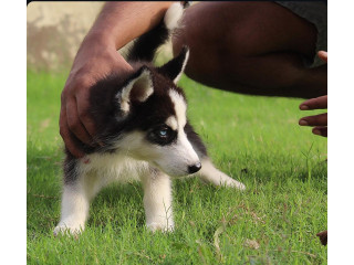 Husky puppies pair