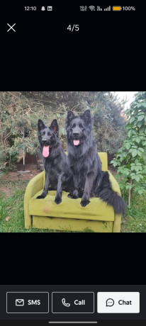 german-shepherd-black-big-0