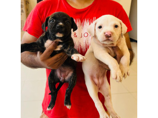 American Pitbull Puppies (2 Females)