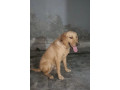 female-labrador-small-0