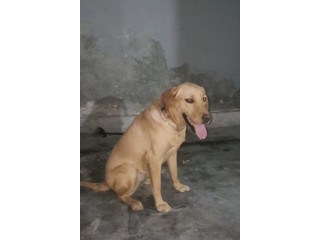 Female Labrador