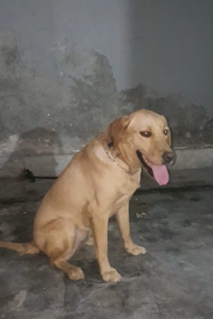 female-labrador-big-0