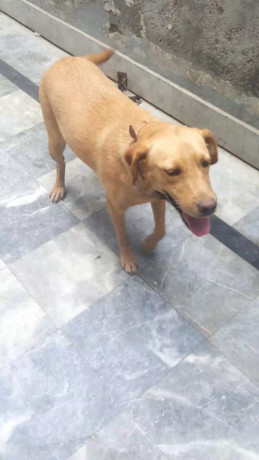 female-labrador-big-2