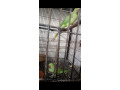 2-raw-parrots-male-and-1-ringneck-male-1-female-ringneck-small-1