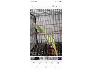 2 Raw parrots male and 1 Ringneck male 1 female ringneck