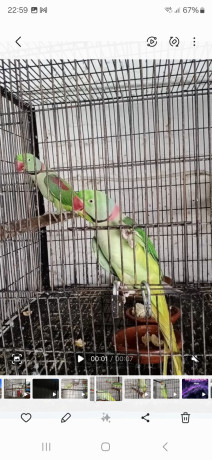 2-raw-parrots-male-and-1-ringneck-male-1-female-ringneck-big-0