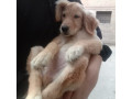 golden-retriever-small-0