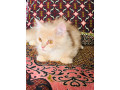 baby-cats-small-3