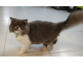 persian-cat-small-1