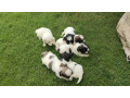 shishtzu-peedigree-puppies-for-sale-pure-breed-small-1