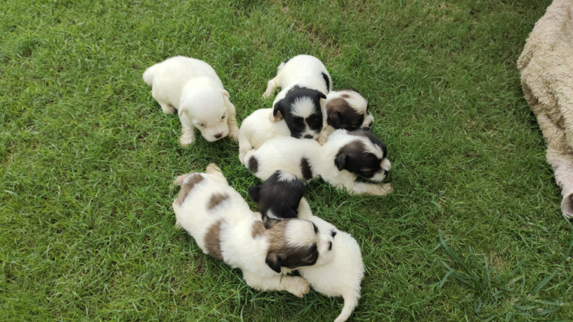 shishtzu-peedigree-puppies-for-sale-pure-breed-big-0