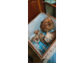 pomeranian-puppy-for-sale-in-pakistan-4-months-ago-price-is-negotiable-small-2