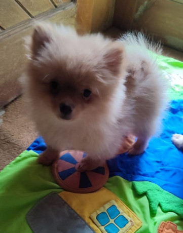 pomeranian-puppy-for-sale-in-pakistan-4-months-ago-price-is-negotiable-big-1