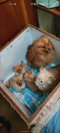 pomeranian-puppy-for-sale-in-pakistan-4-months-ago-price-is-negotiable-big-2