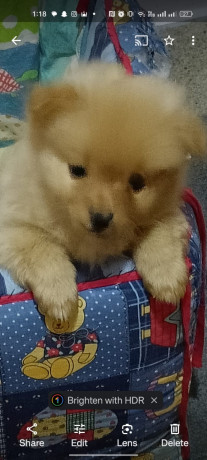 pomeranian-puppy-for-sale-in-pakistan-4-months-ago-price-is-negotiable-big-0
