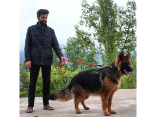 Long Coat German shepherd (16 months)