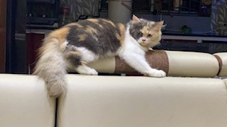 persian-cat-big-0
