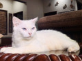 persian-cat-blue-eyes-female-small-0
