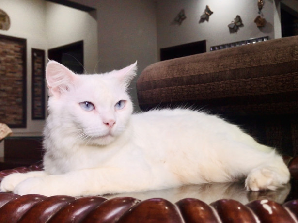 persian-cat-blue-eyes-female-big-0
