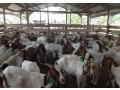 imported-pure-breed-boer-and-sanaan-goats-for-sale-small-1