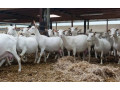 imported-pure-breed-boer-and-sanaan-goats-for-sale-small-0